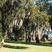 Hotel and Spa review of Houmas House Plantation and Gardens, Louisiana, USA: Weeping live oaks